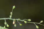 Softleaf rosette grass